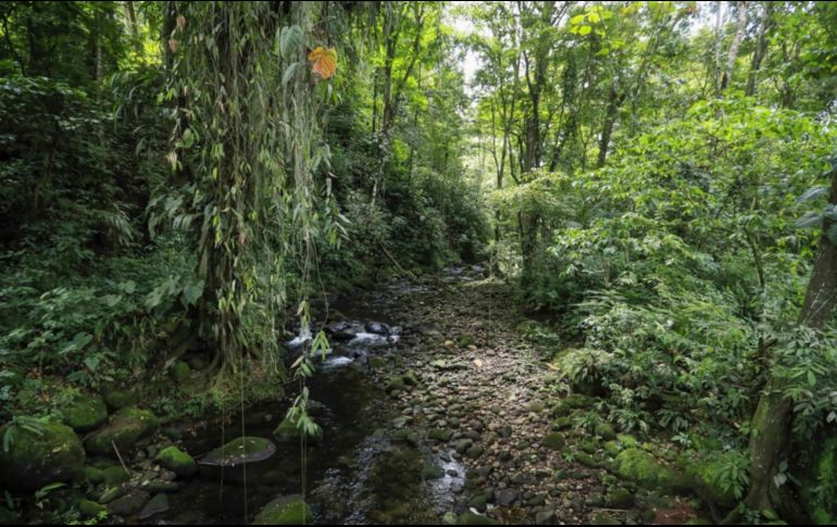 El cambio climático está afectando la vida de los árboles en los bosques tropicales de Australia. EFE/ARCHIVO