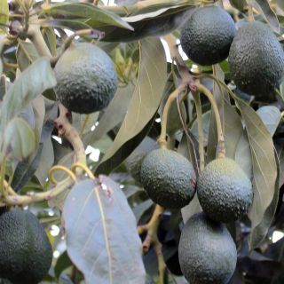 Aguacate mexicano: Costa Rica levanta restricciones al fruto luego de siete años
