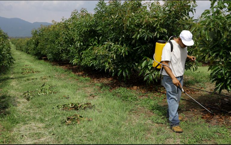 El alcalde de Uruapan dijo que sólo en ese municipio de Michoacán hay 15 mil cortadores de aguacate. EL INFORMADOR/ ARCHIVO