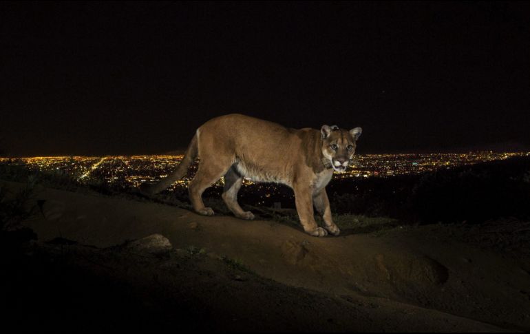 El pumahuyó del lugar luego de que le rociaran gas pimienta. EFE/ARCHIVO