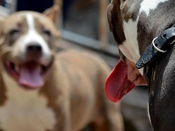 En caso de utilizar algún animal en desventaja por su especie, raza, edad, condición o salud, para el entrenamiento de perros de pelea, la pena aumentará. EL NFORMADOR/ARCHIVO