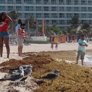 Alertan por aumento de sargazo en el Caribe mexicano