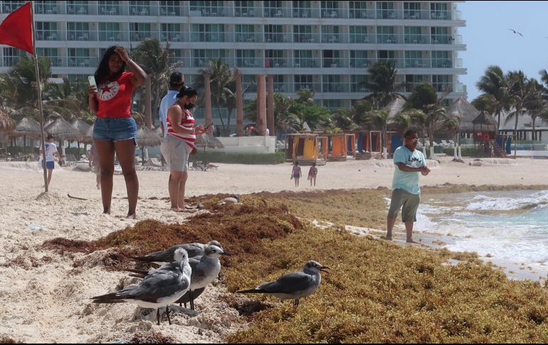 Este fenómeno afecta al ecosistema marino y al sector turístico. EFE/A. Cupul