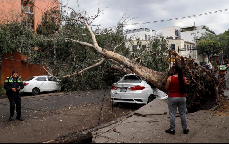 La Secretaría de Gestión Integral de Riesgos (SGIRPC) informó sobre la caída de árboles en alcaldías como Gustavo A. Madero, Xochimilco, Venustiano Carranza, Cuauhtémoc, Iztapalapa y Azcapotzalco. EFE / I. Esquivel