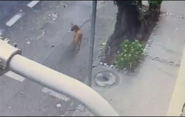 Los comentarios desaprobatorios por el abandono de la mascota no se hicieron esperar, y manifestaron su preocupación por el bienestar del 