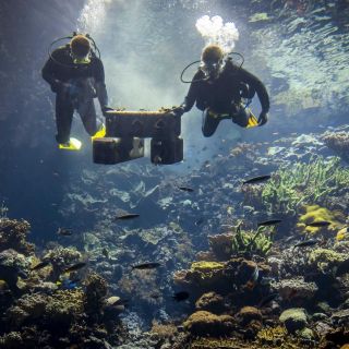 Científicos descubren en coral blando de Florida compuesto contra el cáncer