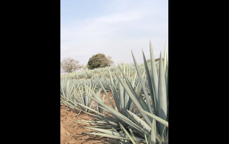 Aspecto. GENTE BIEN JALISCO/ Antonio Martínez