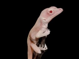 Foto ilustrativa de un lagarto. EFE/D. Menke