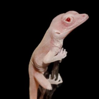 Descubren lagartijas en Perú y honran a una de ellas con el nombre de "Optimus Prime"