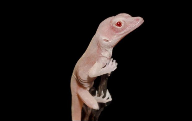 Foto ilustrativa de un lagarto. EFE/D. Menke