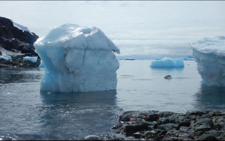 Científicos externan su preocupación por lo que harían estas bacterias de la Antártida si llegaran a esparcirse por el resto del mundo. EFE/CENTRO INVESTIGACIÓN IDEAL