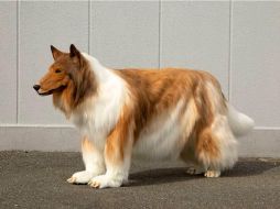 El disfraz de Toko como un perro es bastante convincente. ESPECIAL