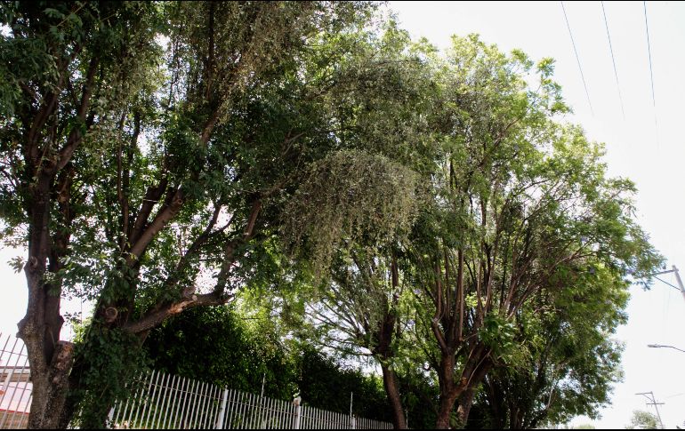 El muérdago disminuye los beneficios ambientales que brinda el arbolado urbano, la captación de dióxido de carbono y de partículas suspendidas. EL INFORMADOR/G. Gallo