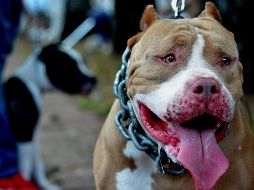Debido a la rápida acción del perro, el agresor salió huyendo del sitio. EL INFORMADOR/ARCHIVO