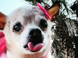 Pebbles es de raza Toy Fox Terrier, nació el 28 de marzo del año 2000, pesa cuatro libras y tiene la fortuna de seguir disfrutando de la vida al lado de sus dueños. INSTAGRAM / pebbles_since_2000