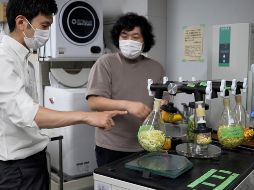 Sakai y Machida dicen que han fabricado cemento con hojas de té, cáscaras de naranja y cebolla, poso de café, col china e incluso los restos de almuerzos escolares. AP/C. Tanaka