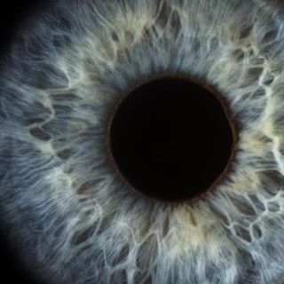 Los científicos que "revivieron" las células de la retina de un donante muerto (y cómo puede revolucionar las terapias para enfermedades del ojo)