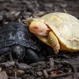 Nace la primera tortuga gigante de Galápagos albina nunca antes vista en la historia