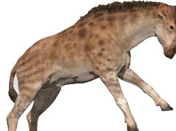 Modelo digital 3D de la reconstrucción del jiráfido Discokeryx xiezhi. AFP/Y. Wang