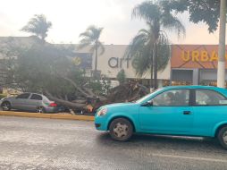 La lluvia intensa al Sur de la ciudad dejó distintos estragos. En la imagen, un árbol caído en la Avenida de López Mateos.  EL INFORMADOR