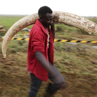 Elefantes: Reino Unido prohíbe la importación y comercio de artículos de marfil