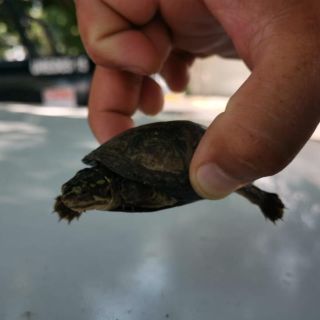 Seguridad en Jalisco: Aseguran tortugas y aves de especies amenazadas en mercado de Polanco