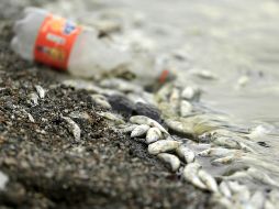 Peces confunden microplásticos, con sus pequeñas presas, provocando problemas de salud, no solo para el pez, sino para todo el ecosistema. EL INFORMADOR/ARCHIVO