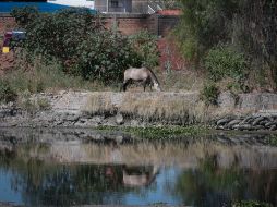 En el estudio, se evidenció que pobladores estaban expuestos a altas cantidades de sustancias tóxicas. EL INFORMADOR/ARCHIVO