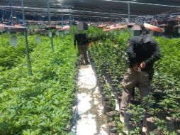 El inmueble y lo asegurado fueron puestos a disposición de las autoridades. ESPECIAL