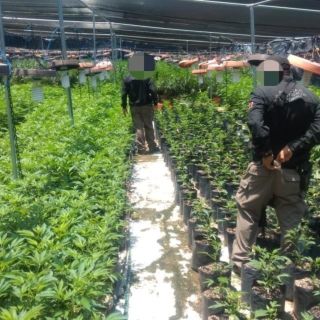 Seguridad en Jalisco: La FGR desmantela invernadero con casi 14 mil plantas de mariguana (FOTOS)