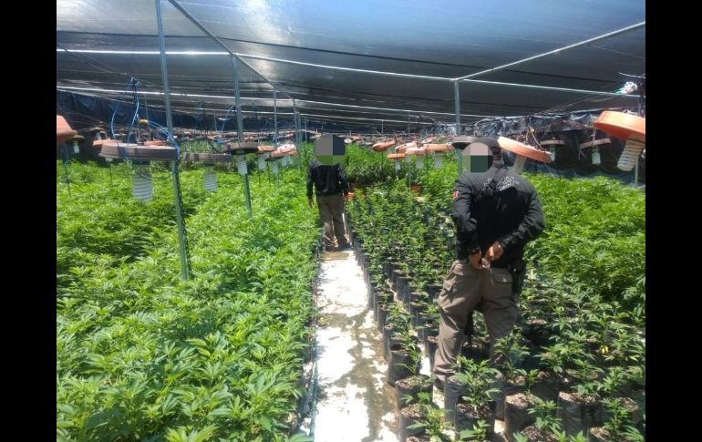 Seguridad en Jalisco: La FGR desmantela invernadero con casi 14 mil plantas de mariguana (FOTOS)