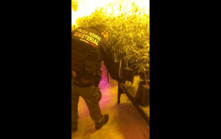 Seguridad en Jalisco: La FGR desmantela invernadero con casi 14 mil plantas de mariguana (FOTOS)
