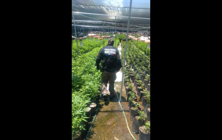 Seguridad en Jalisco: La FGR desmantela invernadero con casi 14 mil plantas de mariguana (FOTOS)