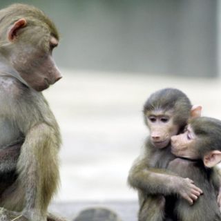 Se acaban los monos para experimentación; aumenta su precio en el mercado chino