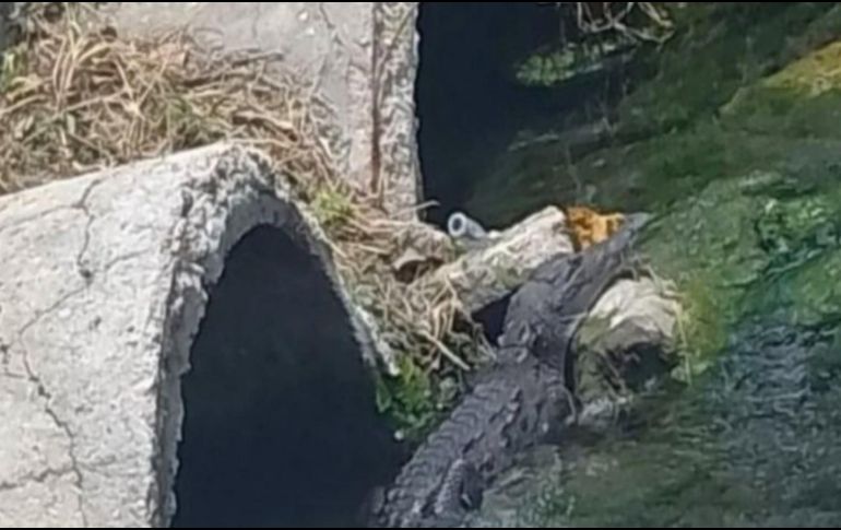 El animal fue visto por vecinos de la comunidad, quienes alertaron a la población y a la escuela sobre el lagarto. SUN/ESPECIAL