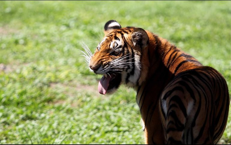 El tigre se deja acicalar mientras olfatea a su cuidador, para después prender su brazo de una mordida hasta destrozárselo. EL INFORMADOR/ARCHIVO