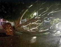 El árbol cayó sobre una joven de 20 años en el cruce de Cuauhtémoc y Analco. ESPECIAL