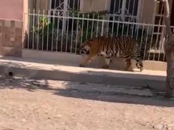 Cibernautas reaccionan con sorpresa ante la tranquilidad con la que es capturado el tigre, mientras que otros cuestionan sobre si se tiene el permiso para tenerlo bajo resguardo. ESPECIAL