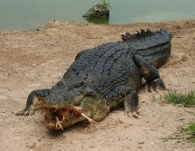 ISTOCK GETTY IMAGES/zbindere