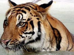 El tigre le destrozó un brazo a su cuidador luego de que éste metiera la mano a la jaula. EFE/ARCHIVO