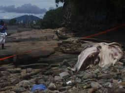 La ballena fue encontrada en La Playita de Ciudad de Panamá. EFE/C. Lemos
