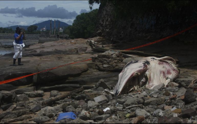 La ballena fue encontrada en La Playita de Ciudad de Panamá. EFE/C. Lemos