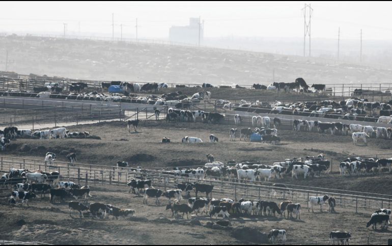 El fallecimiento de las reses supone una gran pérdida económica, ya que su valor es de unos dos mil dólares por cabeza. AP/ARCHIVO