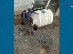 ESPECIAL/CAPTURA DE VIDEO