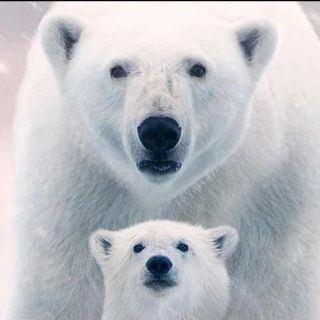 Científicos encuentran una nueva población de osos polares en una región sin hielo marino