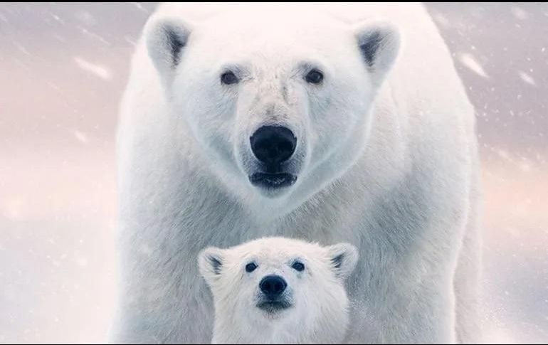 Este especie no se salvará sin una acción climática urgente. EL INFORMADOR/ Archivo