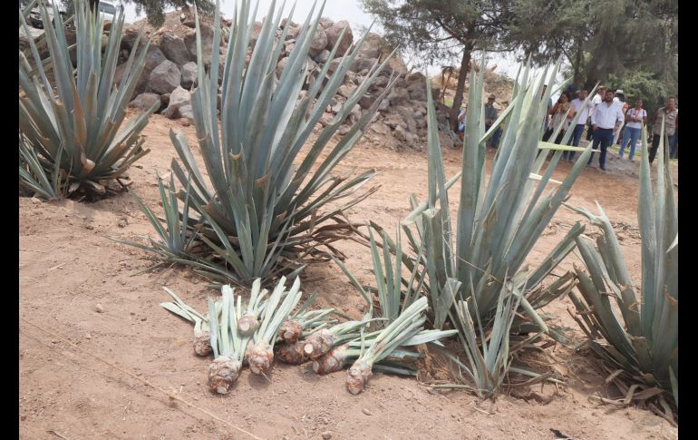 Hijuelos esperando a ser plantados. GENTE BIEN JALISCO/Claudio Jimeno