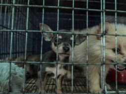 Advierten que las especies exóticas cuentan con parásitos internos o externos que eventualmente pueden transferirse al ser humano. EL INFORMADOR/ARCHIVO