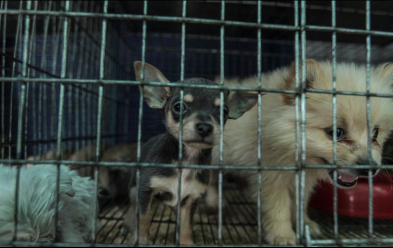 Advierten que las especies exóticas cuentan con parásitos internos o externos que eventualmente pueden transferirse al ser humano. EL INFORMADOR/ARCHIVO