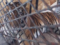 Hace unos días, un tigre de bengala atacó a su cuidador mientras lo acariciaba. NTX/ARCHIVO